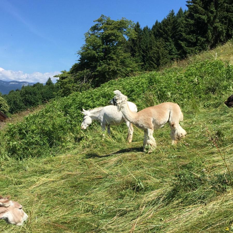 Trentino In Malga: Malga Zanga Guest House Arco Ngoại thất bức ảnh
