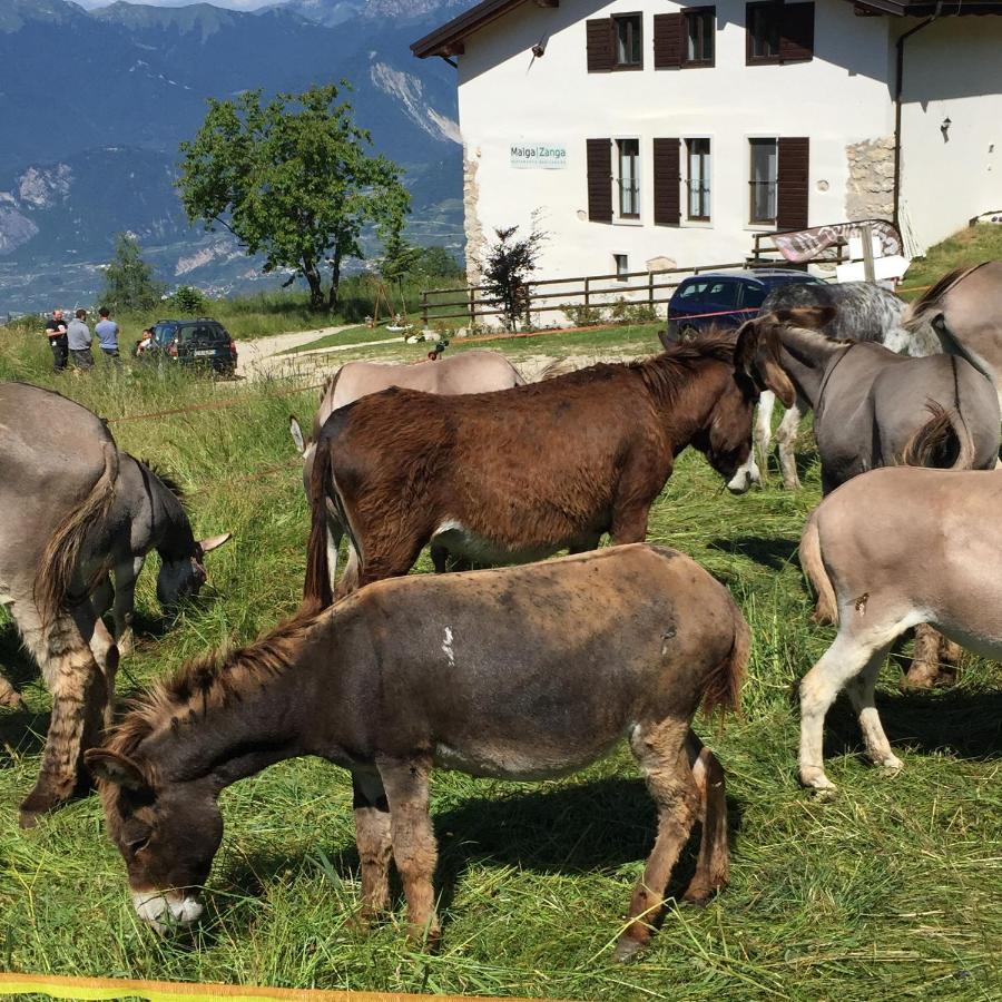 Trentino In Malga: Malga Zanga Guest House Arco Ngoại thất bức ảnh